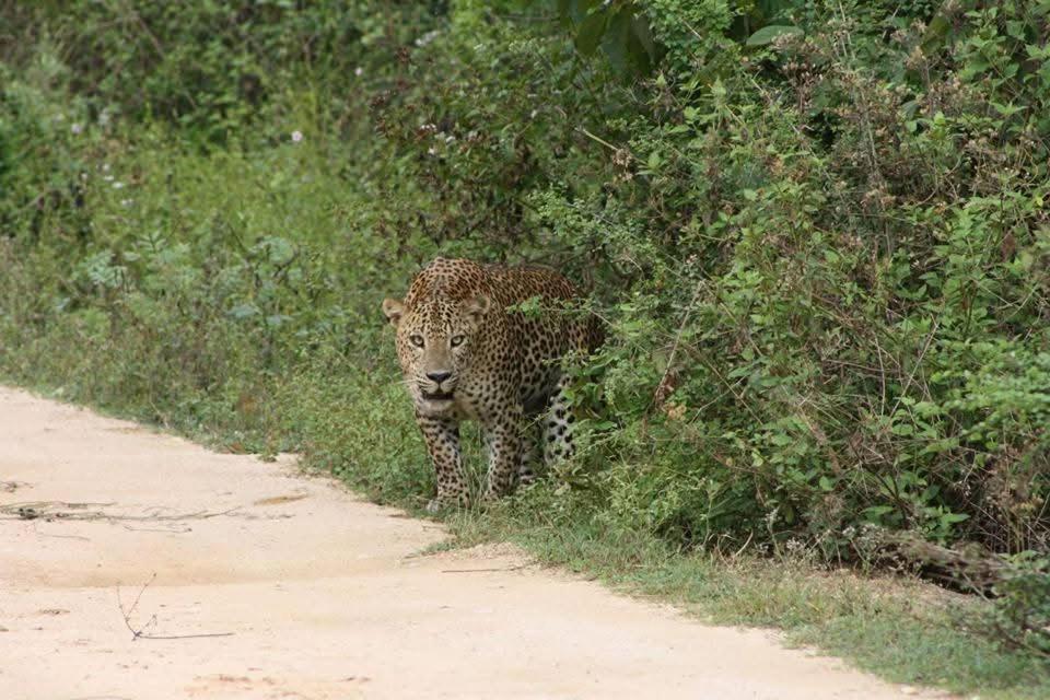 Nature Lovers Safari & Villa Udawalawe Zewnętrze zdjęcie